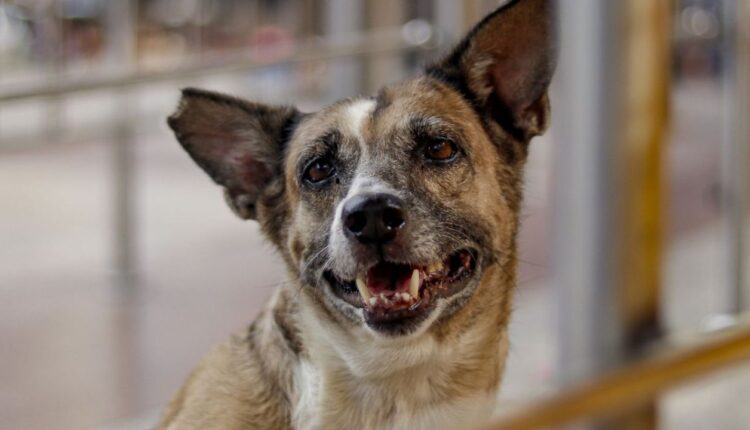 Supreme Court on Stray Dogs