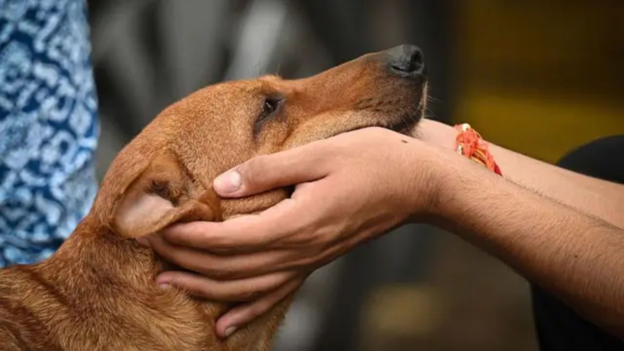Supreme Court on Stray Dogs