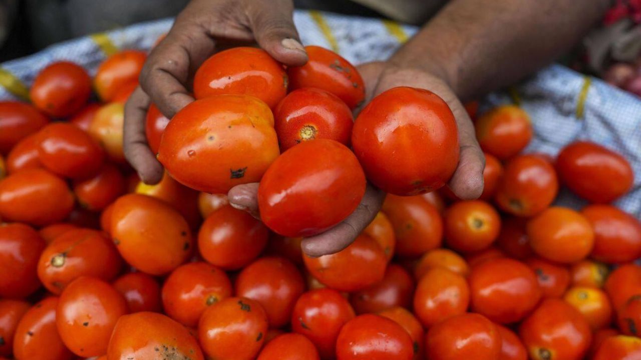 Most Expensive Tomato Seed