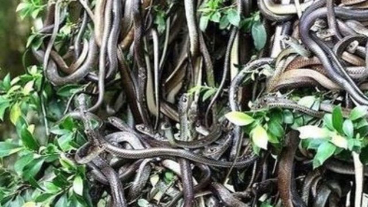 स्नेक आइलैंड